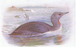 Strolaga dal collo rosso da Archibald Thorburn